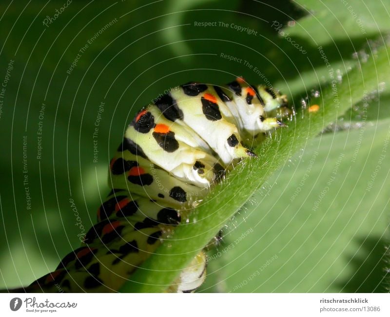 dicke raupe "nimmersatt" mehrfarbig Raupe