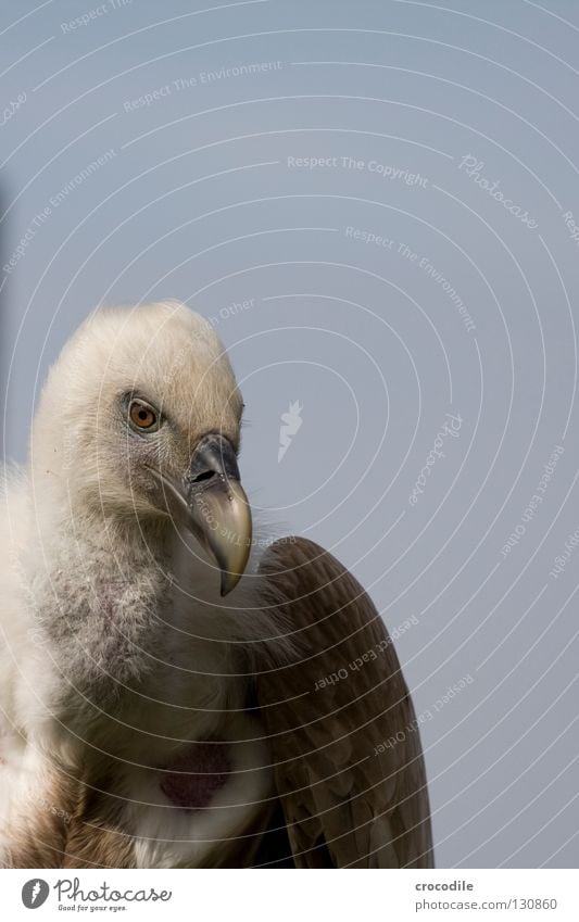 Geier Aasfresser Fressen Vogel Gleitflug Freisteller schön schnebel Hals Feder Flügel Freiheit fliegen