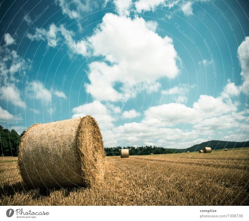 Nadel im Heuhaufen Wellness Umwelt Natur Erde Himmel Sonne Klima Klimawandel Wetter Schönes Wetter Pflanze Wiese Feld Idylle Strohballen Strohrolle Herbst