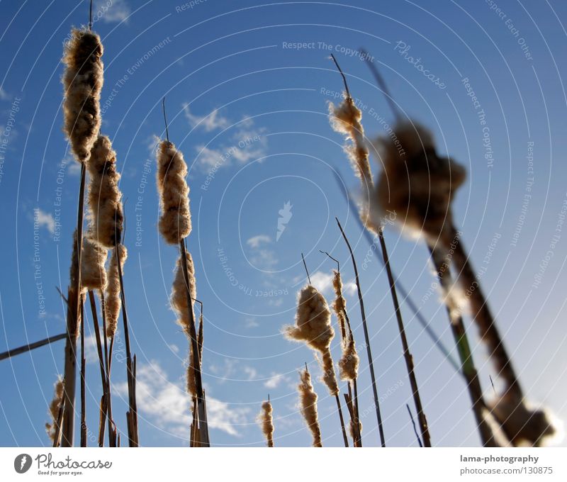 Himmelwärts Sonnenstrahlen Sommer Schilfrohr Gras Halm Watte weich Wind Brise Morgen Schatten Natur gutes wetter Blauer Himmel Küste Landschaft