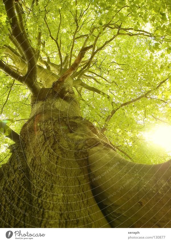 Uralte Buche Baum Buchenwald Sonne Wald Buchenblatt Blatt Baumstamm Baumkrone Blätterdach Natur Pflanze Laubbaum grün Baumrinde Wachstum Ast verästelt Blattgrün