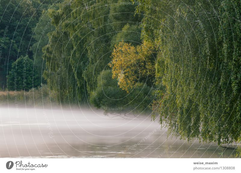 Nebeliger Morgen auf dem Fluss Natur Landschaft Pflanze Erde Wasser Sommer Wetter Baum Gras Sträucher Flussufer Schifffahrt frei frisch schön einzigartig gelb