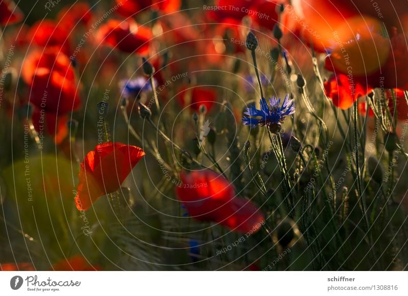 Spreedorado | Mo(h)n dieu Pflanze Blume Blüte Wiese Feld rot Mohn Mohnblüte Mohnfeld Mohnkapsel Klatschmohn Korn Kornfeld Kornblume Außenaufnahme Dämmerung