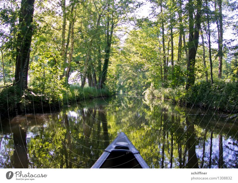 Spreedorado | Spitze Umwelt Natur Landschaft Pflanze Schönes Wetter Baum Grünpflanze Flussufer Bach grün Kanu Kanutour Kajak Böschung Reflexion & Spiegelung