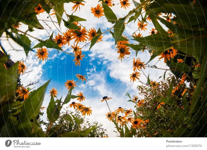 Sonnenhut Natur Pflanze Himmel Wolken Sommer Blume Blüte Blühend ästhetisch Fröhlichkeit frisch Unendlichkeit natürlich positiv saftig blau gelb Lebensfreude