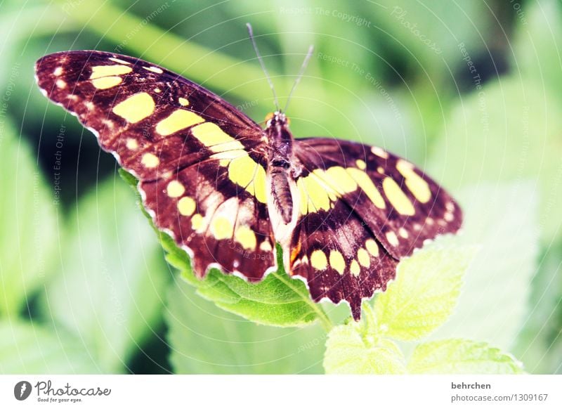 in voller pracht Natur Pflanze Tier Frühling Sommer Schönes Wetter Baum Sträucher Blatt Garten Park Wiese Wildtier Schmetterling Flügel 1 beobachten Erholung