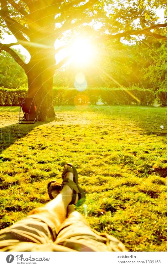 Hochsommer Sommer hochsommer Park jungfernheide Baum Sonne Gegenlicht hell blenden liegen Liege Beine Fuß Schuhe Erholung bequem Sommerabend Wiese Liegewiese