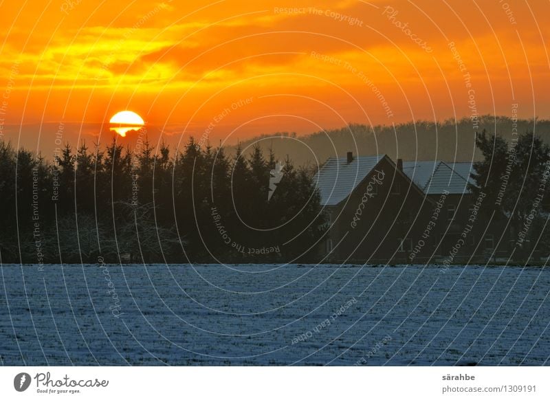 Sunset by Snow Himmel Wolken Sonnenaufgang Sonnenuntergang Winter Schnee Baum blau gelb orange schwarz weiß Farbfoto Außenaufnahme Menschenleer Abend Licht