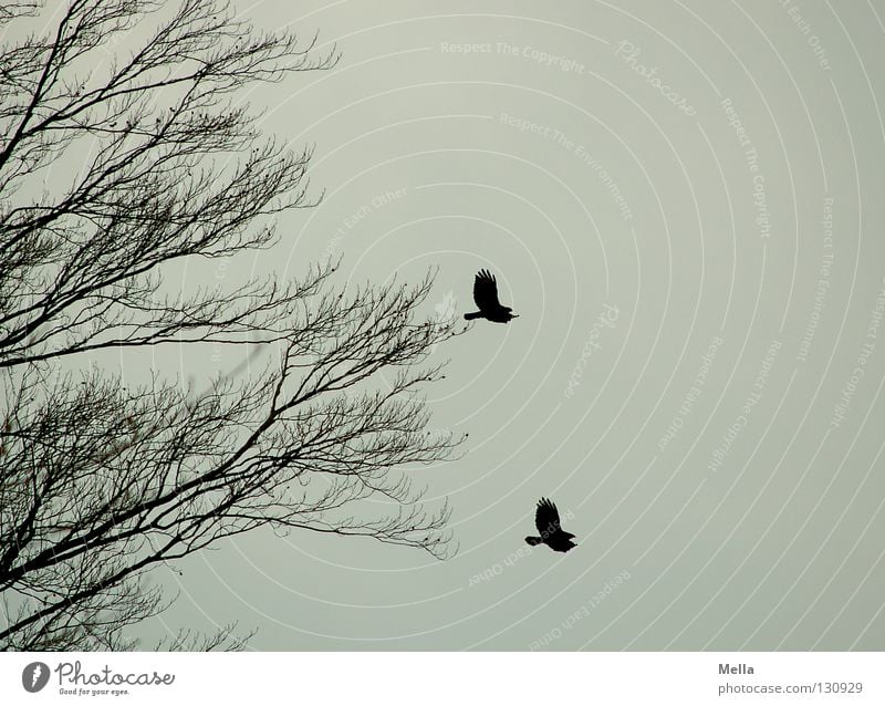 Duett Umwelt Natur Tier Luft Himmel Baum Vogel 2 Tierpaar fliegen frei Zusammensein natürlich trist grau Freiheit gleich trüb paarweise Farbfoto Menschenleer