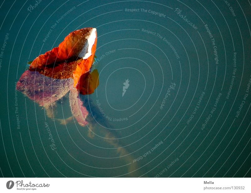 halb gezogen, halb gesunken See Teich Pflanze Blatt Seerosen Stengel verwurzelt unten Wasseroberfläche Hälfte herausschauen herausragen Algen dunkel unheimlich