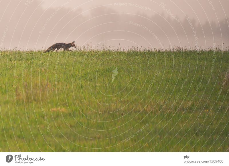 fux Natur Gras Wiese Feld Tier Wildtier Fuchs 1 gehen laufen wild Appetit & Hunger Einsamkeit Jagd klug Pirsch Horizont Fährte Gedeckte Farben Außenaufnahme