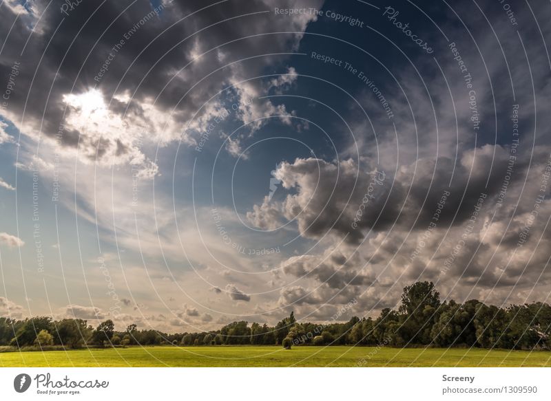 Ebene Natur Landschaft Pflanze Himmel Wolken Sommer Wetter Baum Gras Sträucher Wiese hoch blau grün weiß ruhig Farbfoto Außenaufnahme Menschenleer Tag Licht