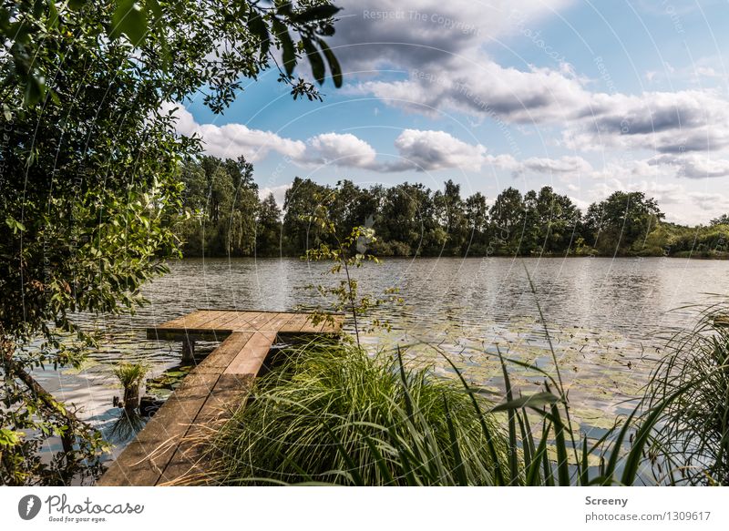 Steg am See #2 Natur Landschaft Pflanze Wasser Himmel Wolken Sommer Schönes Wetter Baum Gras Sträucher Seeufer Erholung Gelassenheit ruhig Idylle Farbfoto