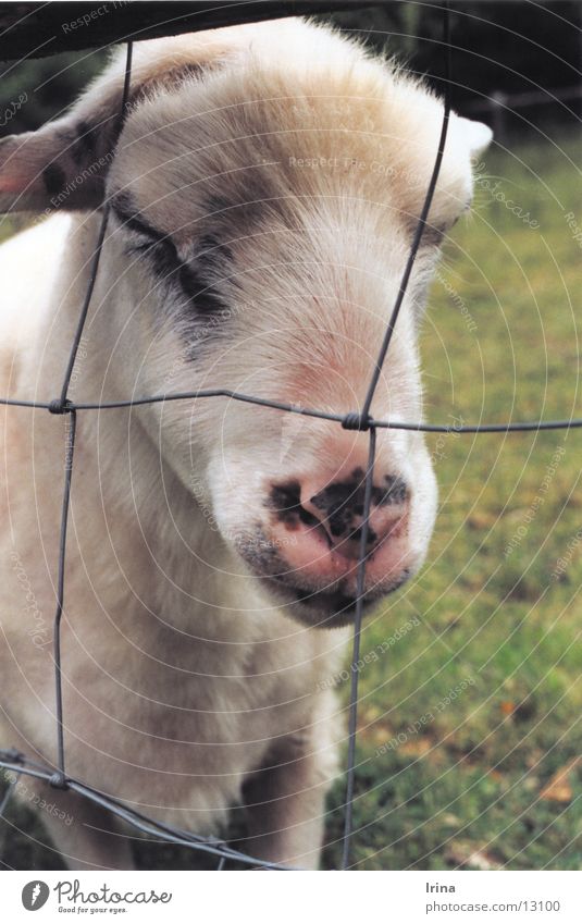 Snoozy sheep Tier Haustier Nutztier Tiergesicht Zoo Streichelzoo Schaf Schafswolle Schaffell Schafstall Schafskäse 1 schlafen kuschlig grau rosa weiß