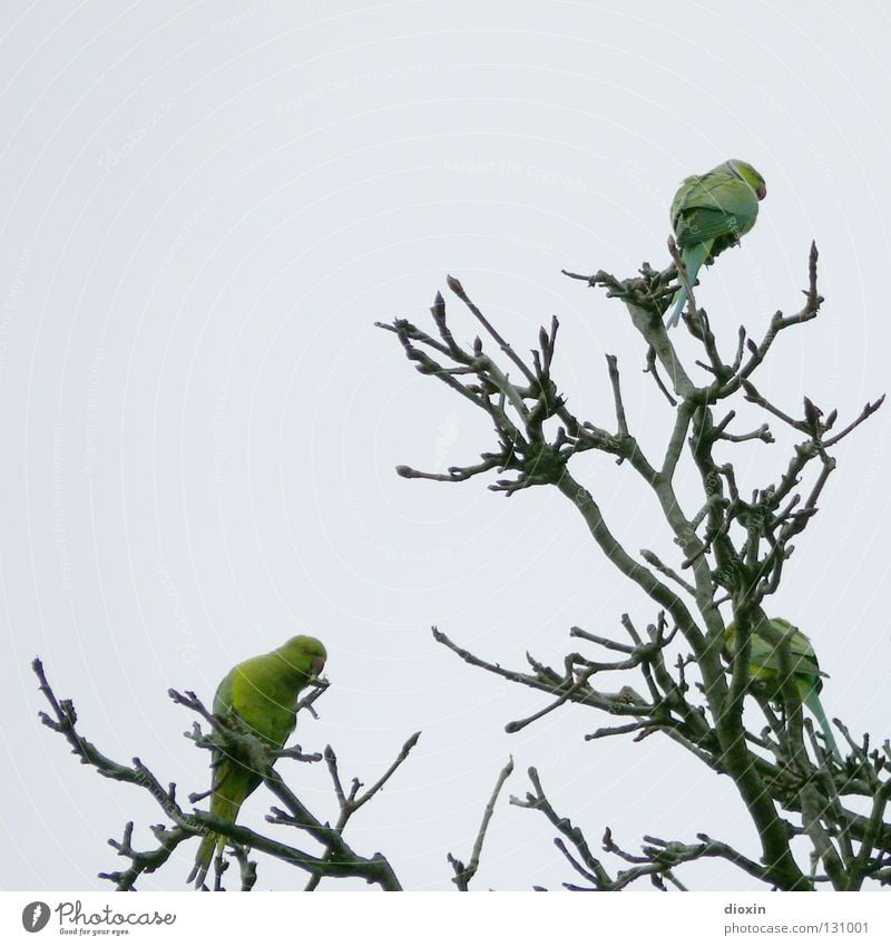 Rhein-Neckar-Sittiche #2 Papageienvogel Mannheim Ludwigshafen Speyer Worms Heidelberg Schnabel Vogel driften grün Baum Halsbandsittich Rhein-Neckar-Dreieck