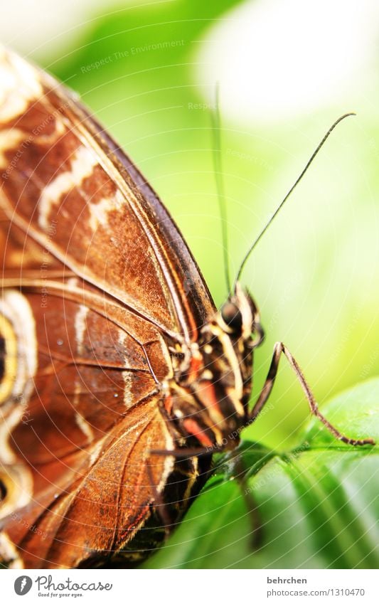 lebenslinien Natur Pflanze Tier Frühling Sommer Baum Blatt Garten Park Wiese Wildtier Schmetterling Flügel blauer morphofalter 1 beobachten Erholung fliegen