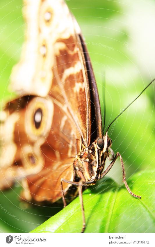 aufgerollt Natur Pflanze Tier Frühling Sommer Schönes Wetter Baum Blatt Garten Park Wiese Wildtier Schmetterling Tiergesicht Flügel blauer morphofalter 1