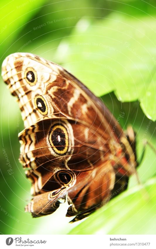 fokus überdenken?! Natur Pflanze Tier Frühling Sommer Schönes Wetter Baum Blatt Garten Park Wiese Wildtier Schmetterling Flügel blauer morphofalter 1 beobachten