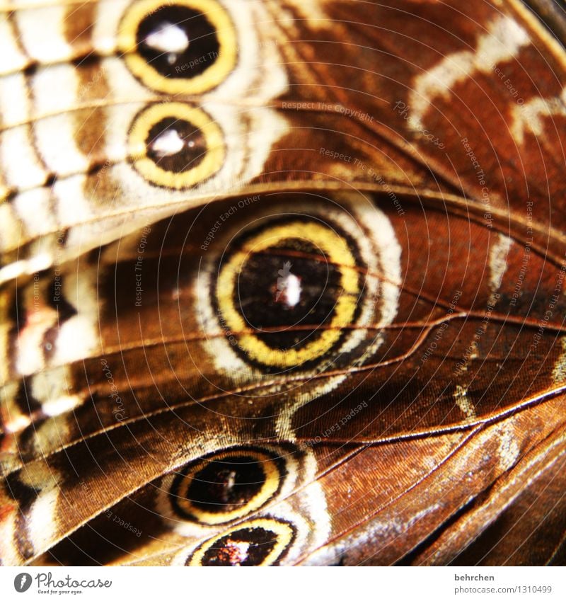 HAUTnah Tier Garten Park Wiese Wildtier Schmetterling Flügel blauer morphofalter 1 berühren fliegen außergewöhnlich exotisch schön natürlich braun Muster Auge