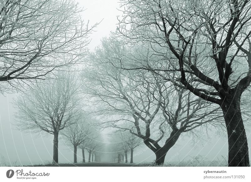 nebulöse Variante Allee Baum Winter Raureif kalt Nebel Ast Straße Frost Eis Schnee