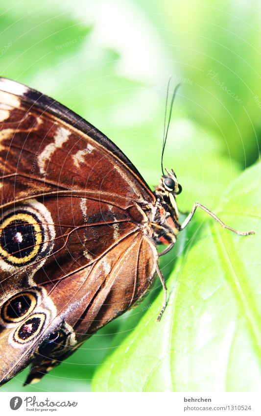 schaut mich an Natur Pflanze Tier Baum Sträucher Blatt Garten Park Wiese Wildtier Schmetterling Tiergesicht Flügel Skelett Beine Auge Rüssel Fühler 1 beobachten