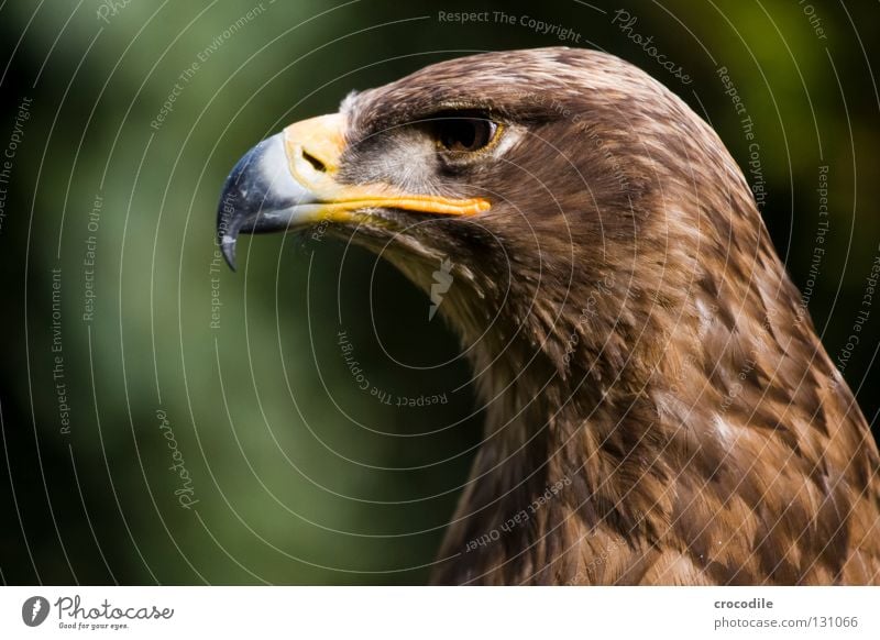 Adlerportrait bewegungslos Schnabel Greifvogel braun Haken töten Tier schön gefiedert gefangen Kraft Vogel Feder Blick Jagd fliegen Freiheit falknerei Auge