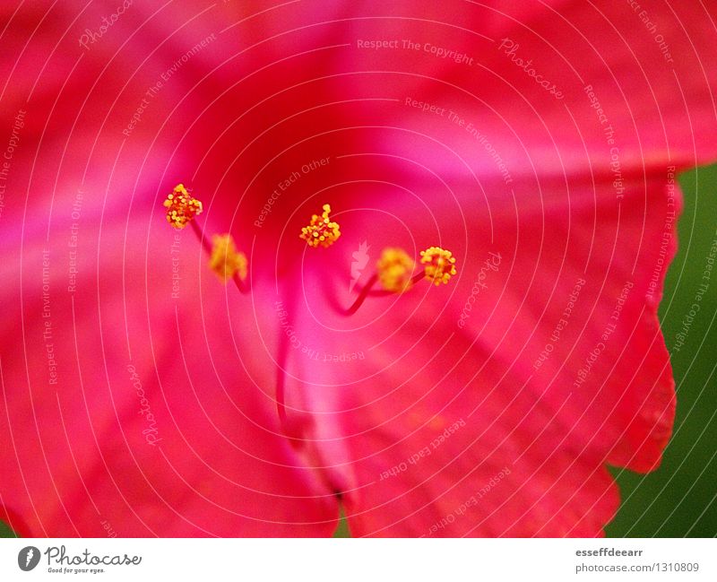 Macro Garden Action: Pink One Umwelt Natur Pflanze Sommer Schönes Wetter Blume Blüte Grünpflanze Garten beobachten Blühend knien krabbeln natürlich gelb rosa