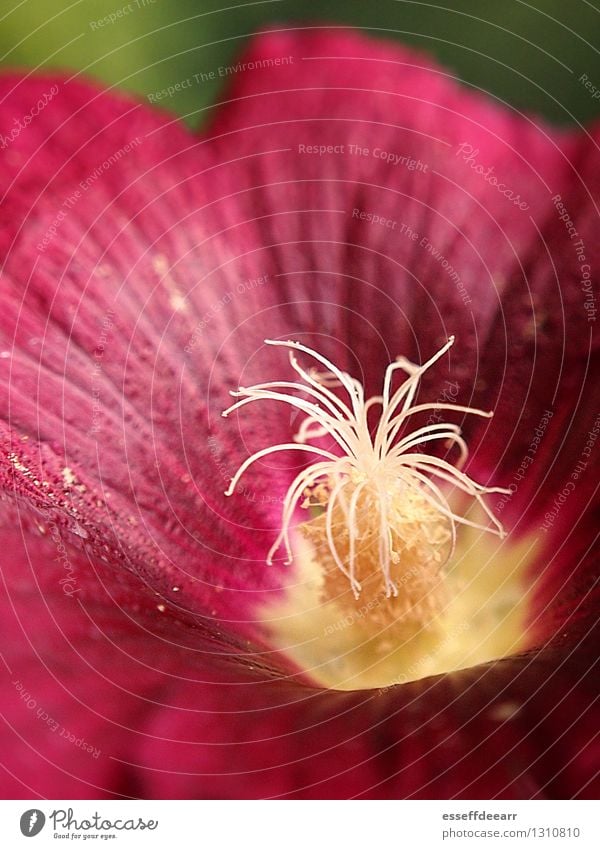 Macro Garden Action: Pink Two Umwelt Natur Pflanze Sonne Sommer Schönes Wetter Blume Blüte Grünpflanze Garten Blühend Duft entdecken Erholung knien ästhetisch