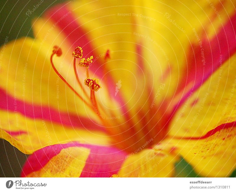 Macro Garden Action: Yellow One Umwelt Natur Pflanze Sonne Sommer Klima Schönes Wetter Blume Blüte Grünpflanze Garten Blühend Duft Erholung knien krabbeln