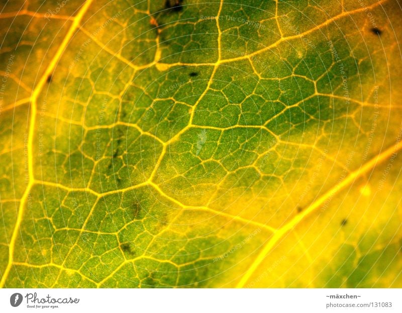 Durchblutung Photosynthese Blatt Gefäße Makroaufnahme Versorgung grün gelb braun Licht Verlauf verfaulen Luft atmen Blume Pflanze Sommer Schifffahrt