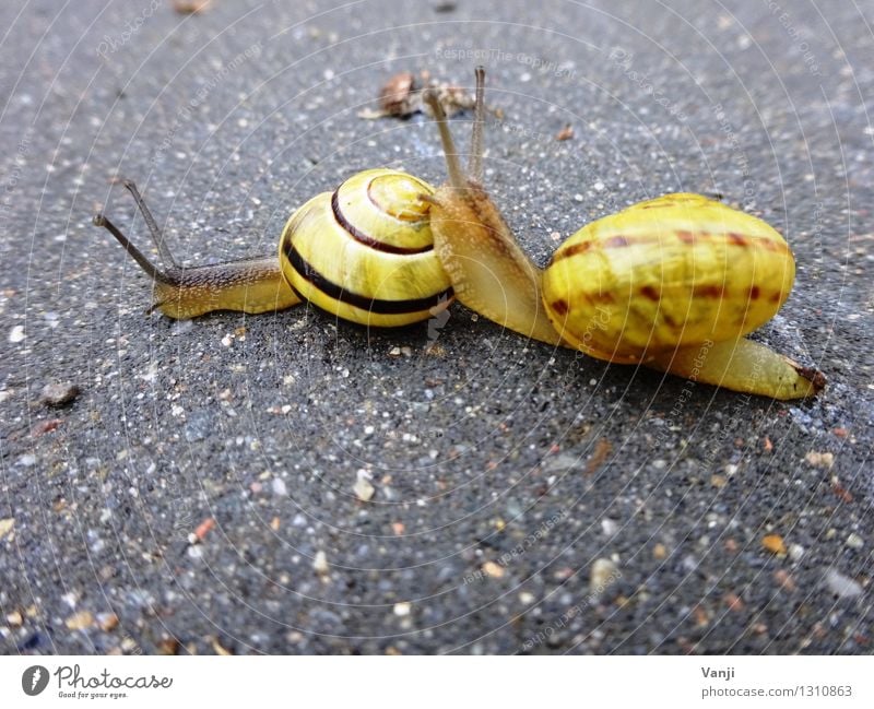 Schneckenliebe Tier 2 Tierpaar Stein Zusammensein Tierliebe ruhig langsam Schneckenhaus Farbfoto Außenaufnahme Nahaufnahme Tierporträt