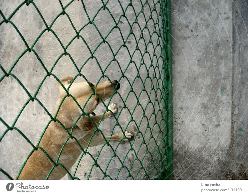 Schnuffel will rein Hund Fell Gitter Zaun Maschendraht Beton Betonboden Vogelperspektive Eingang Trauer Sehnsucht vermissen Säugetier schnuffel dog oben