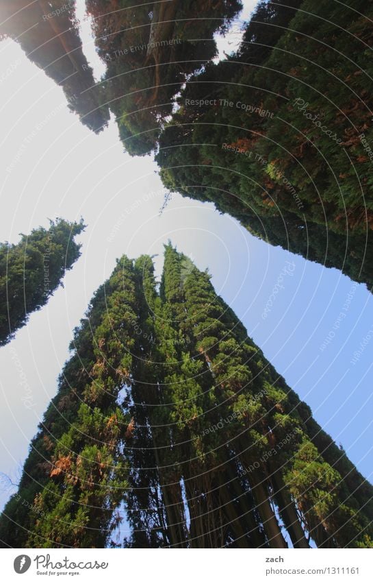 hoch hinaus | Wolkenkratzer Himmel Schönes Wetter Pflanze Baum Zypresse Wachstum groß blau grün Farbfoto Außenaufnahme Menschenleer Textfreiraum Mitte Tag