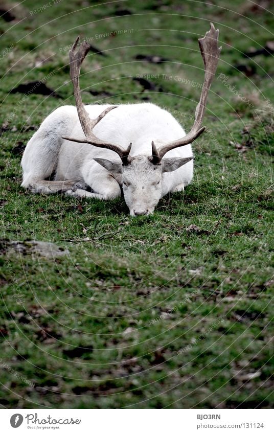 morgendliches tief Albino Bayern Bock Tier Hirsche Paarhufer Hochformat Säugetier Vorderansicht Deutschland weiß albinism Albinismus animal animals artiodactyls