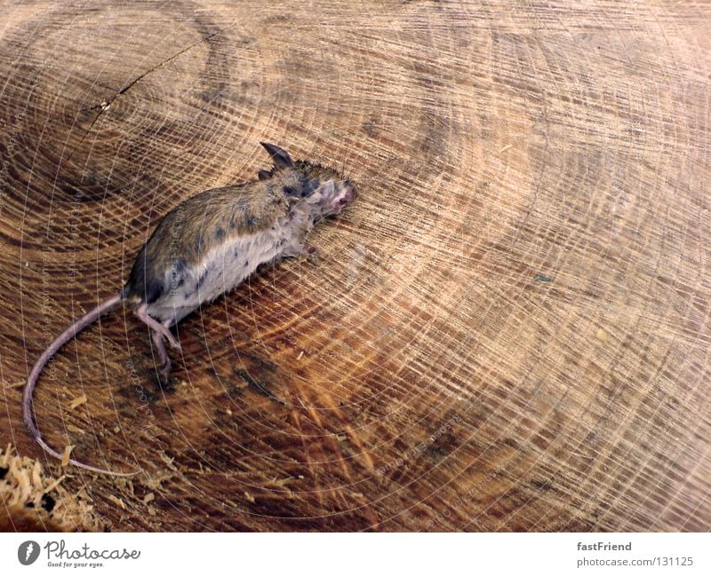 Tag am Strand Tod Holz Baumstumpf ruhig Nagetiere Muster Tier Holzmehl Säugetier Trauer Verzweiflung Vergänglichkeit Maus Todesfall mausetot Doppelmord