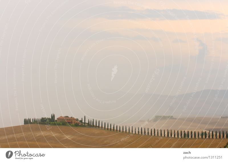 alles in Ordnung Landschaft Erde Sand Himmel Wolken Gewitterwolken schlechtes Wetter Nebel Regen Dürre Pflanze Baum Zypresse Zypressenallee Feld Hügel Italien