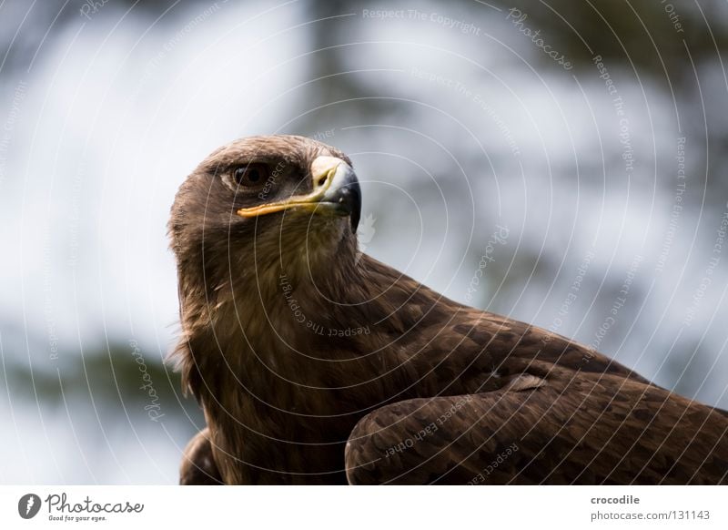 Adler bewegungslos Schnabel Greifvogel braun Haken töten Tier schön gefiedert gefangen Konzentration Vogel Feder Blick Jagd fliegen Freiheit falknerei