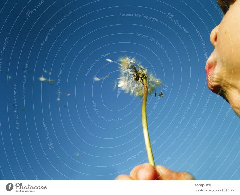 Blasebalg! Löwenzahn Blume blasen Atem Speichel fliegen Unbeschwertheit Unbekümmertheit himmelblau Wunsch Spielen Fröhlichkeit Hoffnung Pflanze Wind Herbst