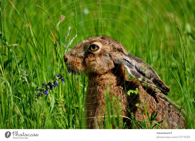 das schmeckt Natur Tier Sonne Wiese Wildtier Hase & Kaninchen 1 Fressen Farbfoto Außenaufnahme Menschenleer Hintergrund neutral Tag Licht Kontrast