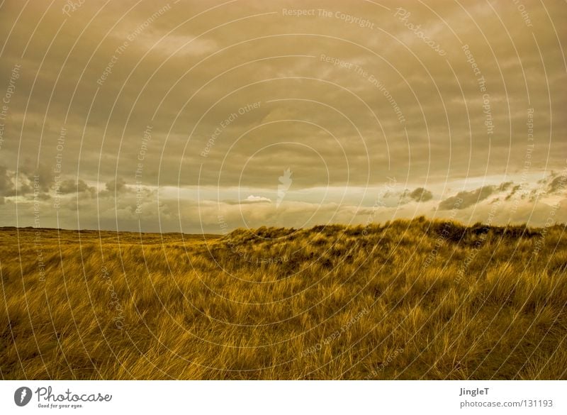 on the dunes Tal Wellen Gras Hügel Wolken Luft Erholung Lebenskraft Unendlichkeit Ameland Strand Küste Stranddüne Berge u. Gebirge auf und ab Sand Dynamik