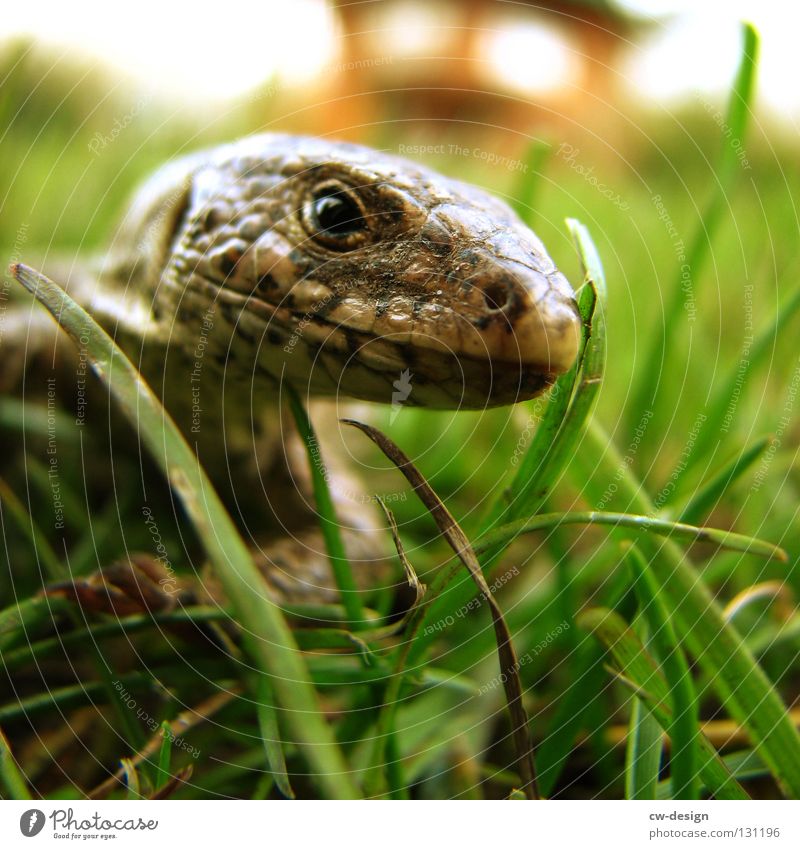 WAHNSINN SCHON IN UNSINN GARTEN Echsen Echte Eidechsen Tier Reptil Verschmitzt Unschärfe Furche Gras Halm grün Dinosaurier Leder Muster mehrfarbig Makroaufnahme