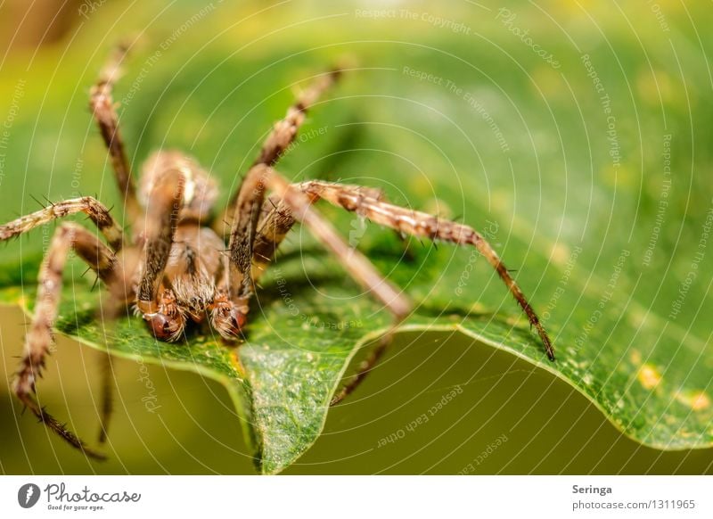 Ich glaube ich Spinne Umwelt Natur Landschaft Pflanze Tier Sommer Gras Blatt Blüte Nutzpflanze Garten Park Wiese Feld Wald Tiergesicht Kreuzspinne 1 fangen