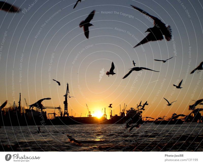 Landungsbrücken Sonnenuntergang Vogel Möwe Wasserfahrzeug Himmelskörper & Weltall Anlegestelle Hamburg