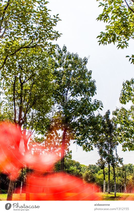 Park in Jiangyin Natur Landschaft Pflanze Himmel Wolkenloser Himmel Sommer Garten Wald achtsam Gelassenheit ruhig Einsamkeit Jiangsu China Farbfoto