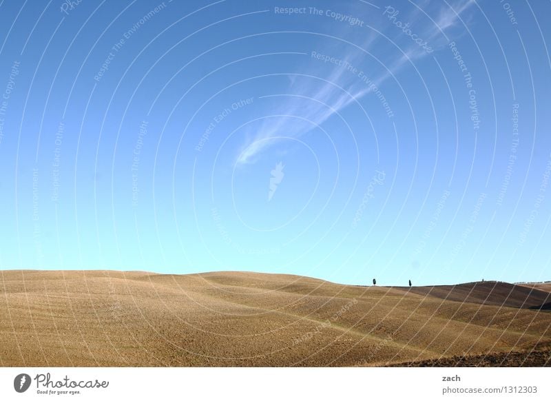 aufgeräumt Umwelt Landschaft Erde Sand Himmel Sommer Schönes Wetter Dürre Pflanze Baum Zypresse Feld Hügel Toskana Italien trocken blau braun Ferne Farbfoto