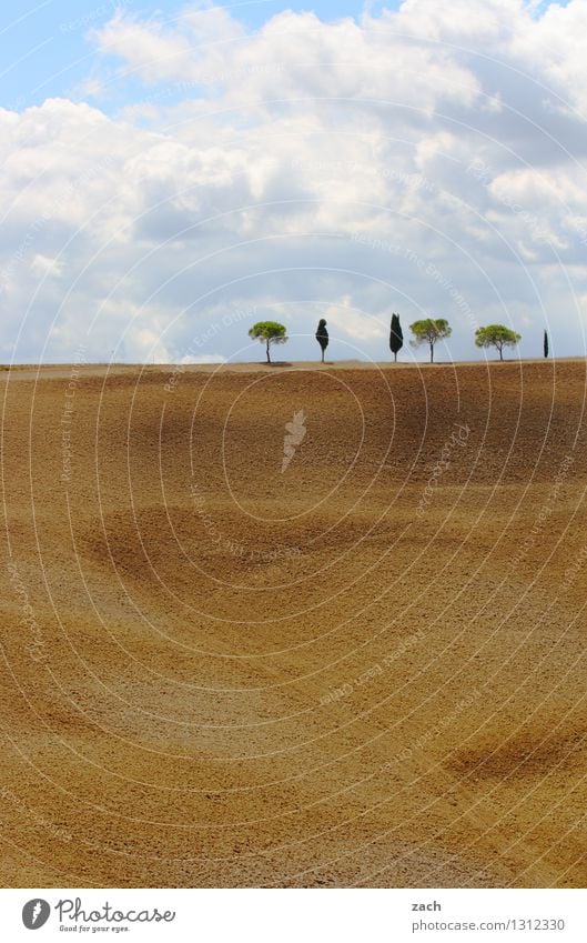 toskanische Verhältnisse Umwelt Natur Landschaft Erde Sand Himmel Wolken Sommer Schönes Wetter Dürre Baum Zypresse Feld Hügel Italien Toskana Wachstum blau gelb