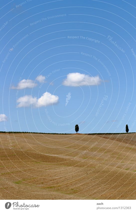 Duett Umwelt Natur Landschaft Erde Sand Himmel Wolken Sommer Schönes Wetter Dürre Baum Zypresse Feld Hügel Italien Toskana Wachstum blau gelb Einsamkeit einzeln