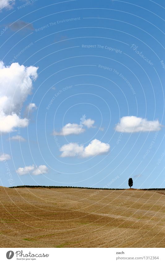 übriggeblieben Umwelt Natur Landschaft Erde Sand Himmel Wolken Sommer Schönes Wetter Dürre Baum Zypresse Feld Hügel Italien Toskana Wachstum blau gelb