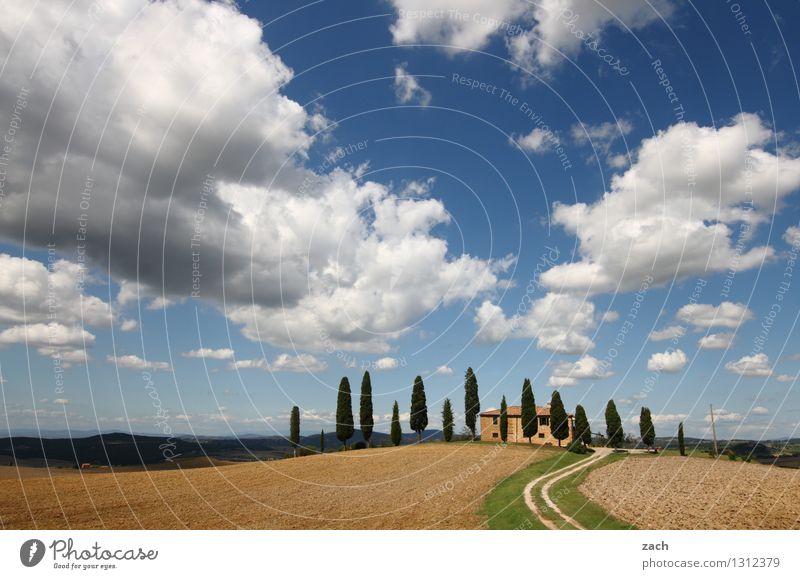 heimkommen Natur Erde Sand Himmel Wolken Sommer Schönes Wetter Pflanze Baum Zypresse Wiese Feld Hügel Pienza Italien Toskana Haus Wege & Pfade Häusliches Leben