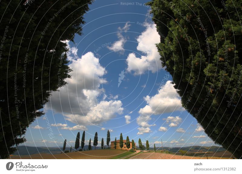 ankommen Landschaft Erde Sand Himmel Wolken Sommer Schönes Wetter Pflanze Baum Zypresse Park Feld Hügel Pienza Italien Toskana Einfamilienhaus Straße